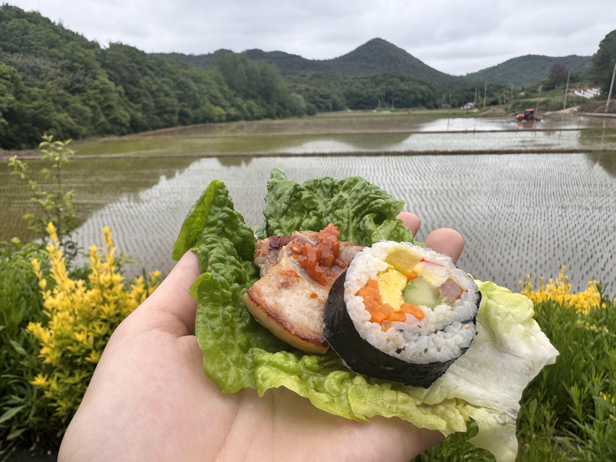 모가 심어진 논을 배경으로 김밥과 돼지고기를 쌈싸서 손바닥 위에 올려놓고 찍은 사진입니다.